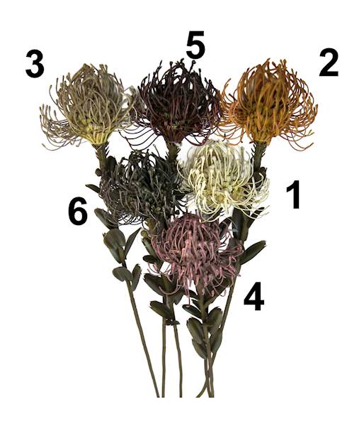 Gałązka leucospermum, C615