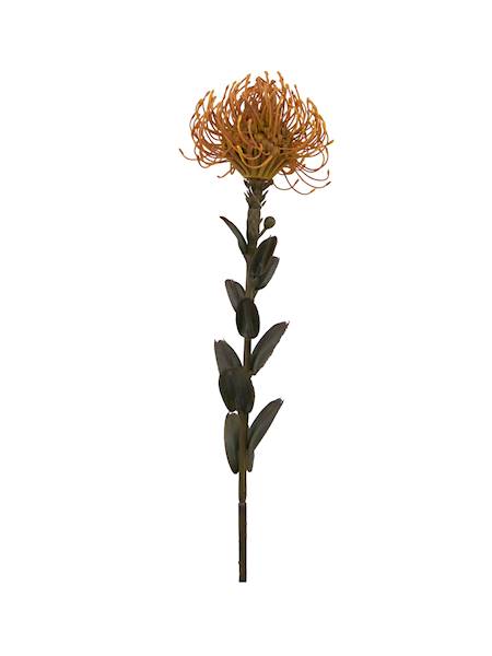 Gałązka leucospermum, C615