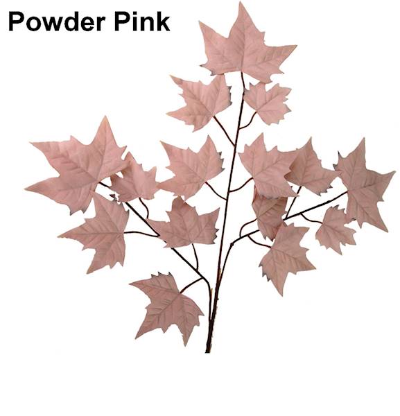 Liść klon x3, C157