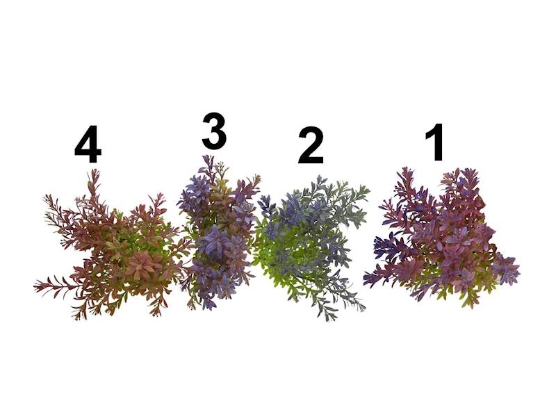 Bukiet x7 ( jesienny eukaliptus), D19