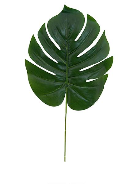 Liść monstery, C256