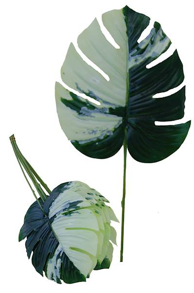 Liść monstery, guma, C254