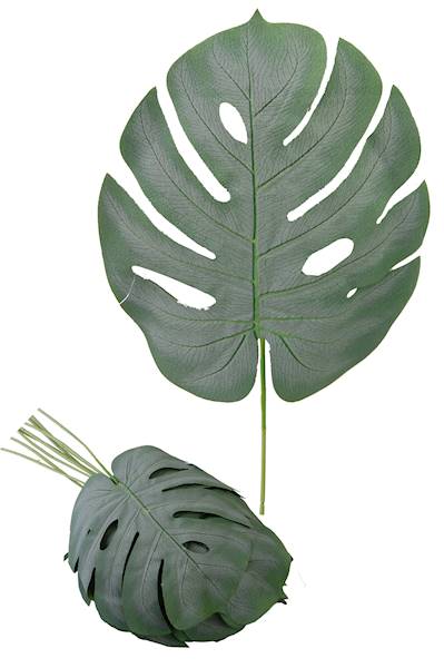 Liść monstera, C201