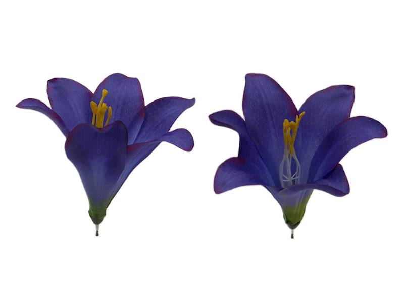 Lilia satynowa, FW374