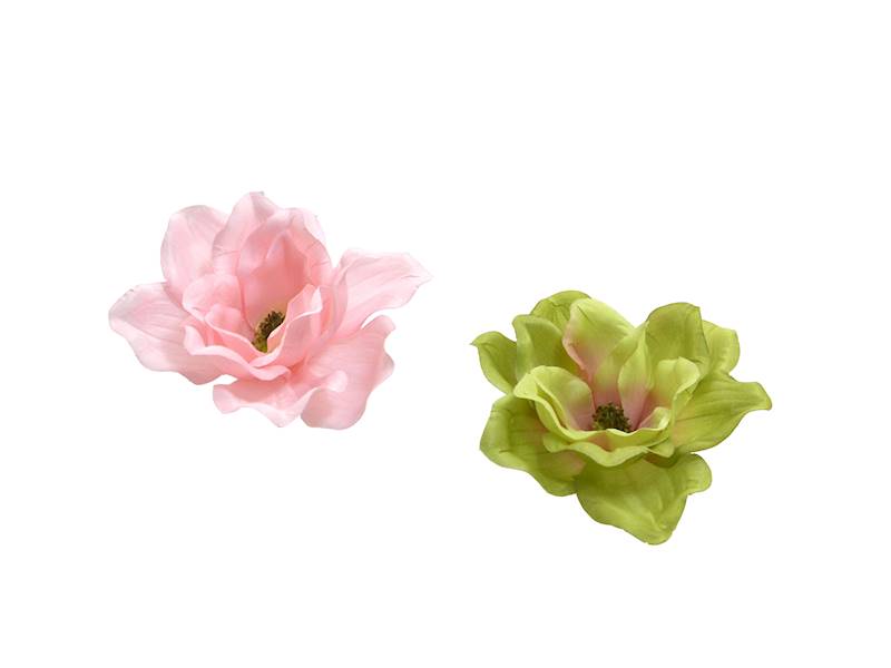 Magnolia wyrobowa, I80