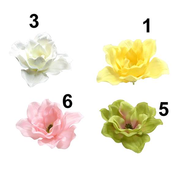 Magnolia wyrobowa, I80