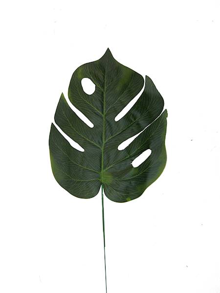 Liść monstera, C625