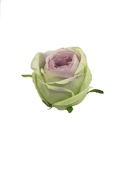 Róża wyrobowa, I78