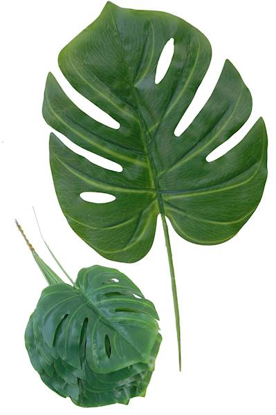 Liść monstery, W01