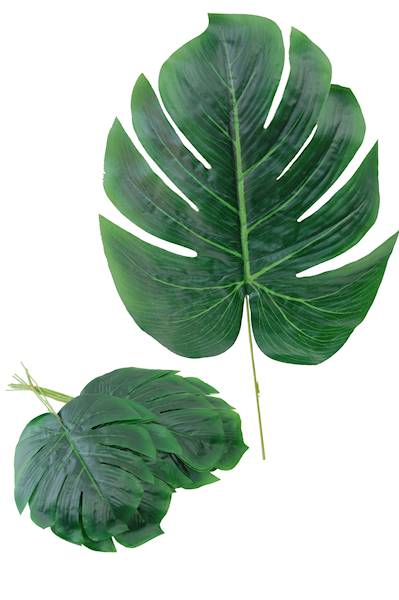 Liść monstery, WSW18