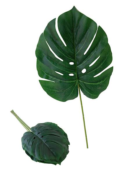 Liść monstery ,WSW10