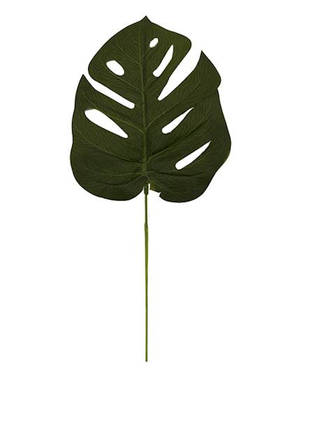 Liść monstery, WHC005