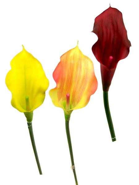 Kalla mała łodyga, K413