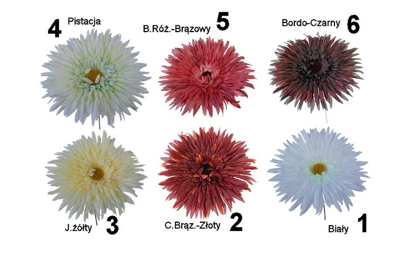 Aster wyrobowy, WA517