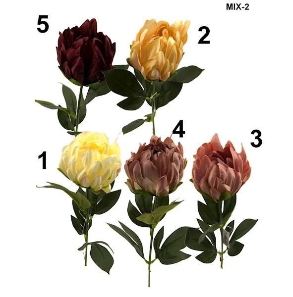Protea P, C582
