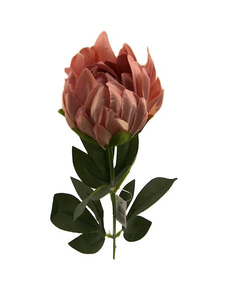 Protea P, C582
