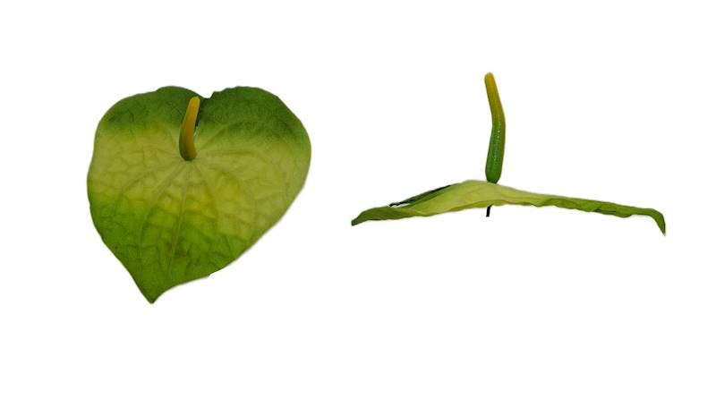 Anturium wyrobowe, K291