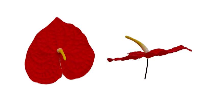 Anturium wyrobowe, K286