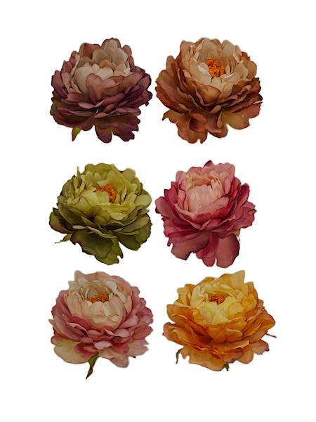 Peonia wyrobowa, W055762