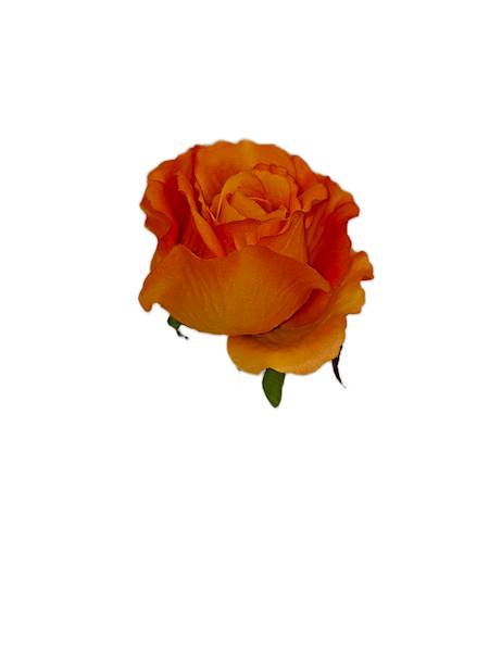 Róża laleczka, FD34