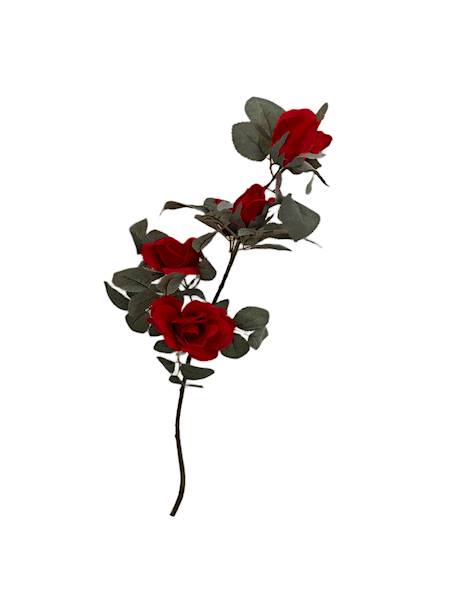 Róża gałązka omszała, K225