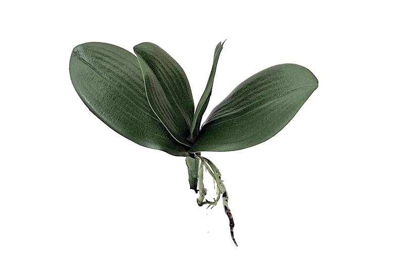 Liść do storczyka, I63