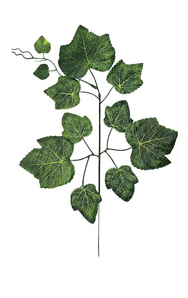 Liść wino, K533