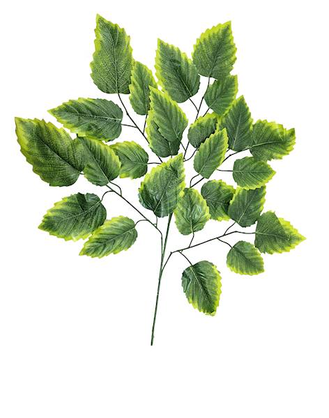 Liść piątka, W6503LG