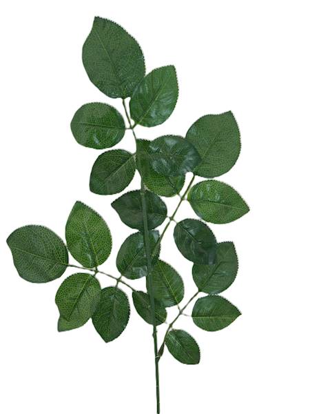 Liść róży, W1021