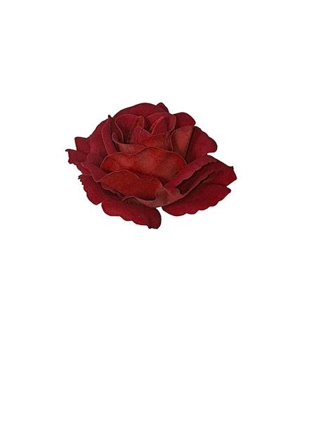 Róża velvet w., C600