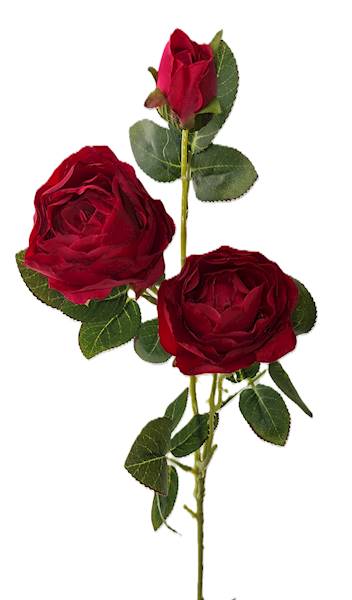 Gałązka róży, DG14