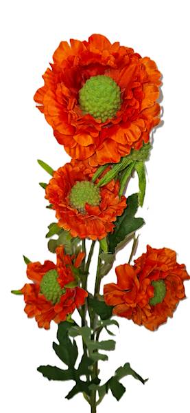 Gałązka cynia, DG12