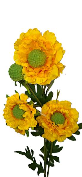 Gałązka cynia, DG12