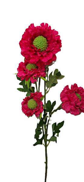 Gałązka cynia, DG12