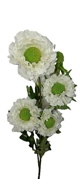 Gałązka cynia, DG12