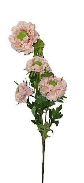 Gałązka cynia, DG12