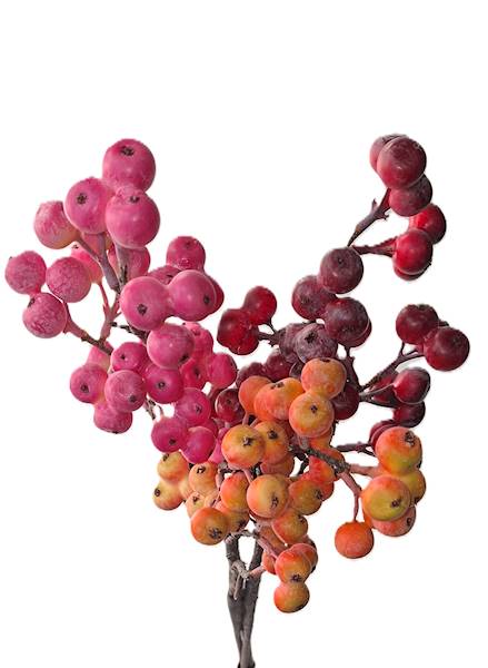 Gałązka jagody, DG15