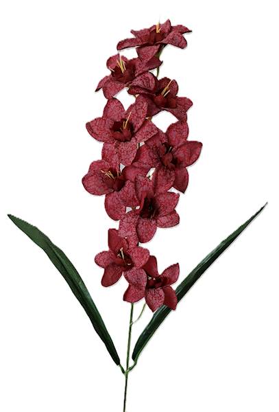 Storczyk gałązka drobna, DG19