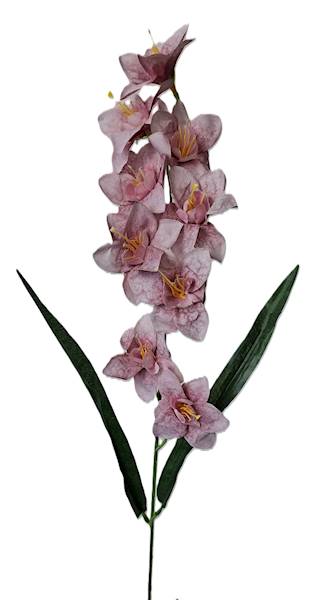 Storczyk gałązka drobna, DG19