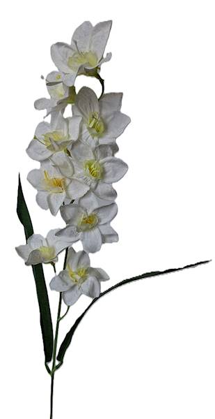 Storczyk gałązka drobna, DG19