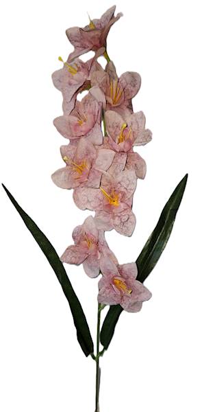 Storczyk gałązka drobna, DG19