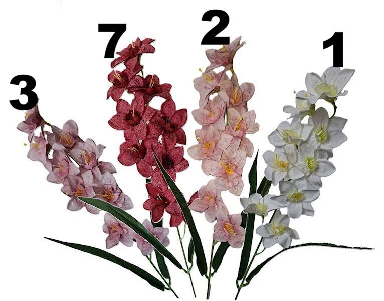 Storczyk gałązka drobna, DG19