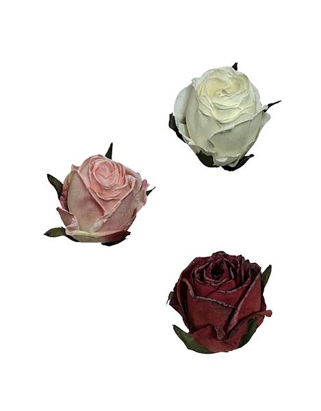 Róża mrożona w. 5,5cm, DGW3