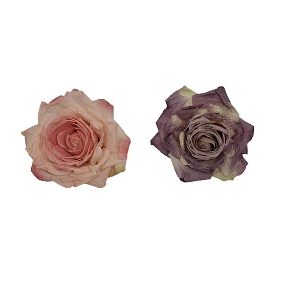 Róża mrożona w. 9cm, DGW4