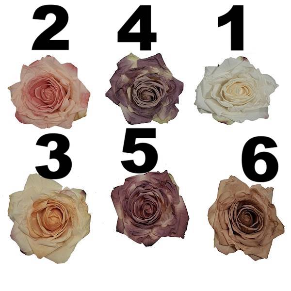 Róża mrożona w. 9cm, DGW4