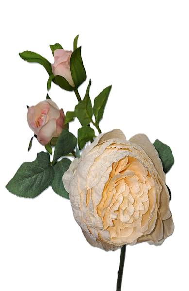 Peonia na gałązce, DG18