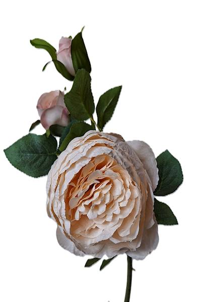 Peonia na gałązce, DG18