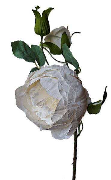 Peonia na gałązce, DG18