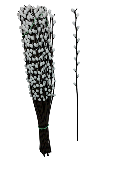 Bazia duża bez listka, PAWBA3