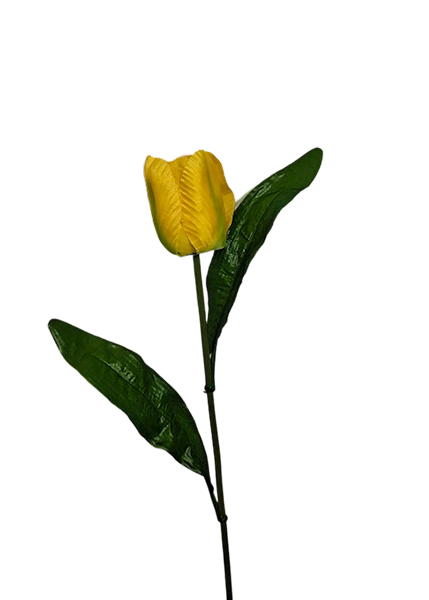 Tulipan pojedynczy, W23350